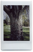 http://www.nfcallaway.com/files/gimgs/th-10_Polaroid_Alamo2-web.jpg